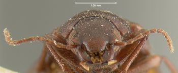 Media type: image;   Entomology 7991 Aspect: head frontal view